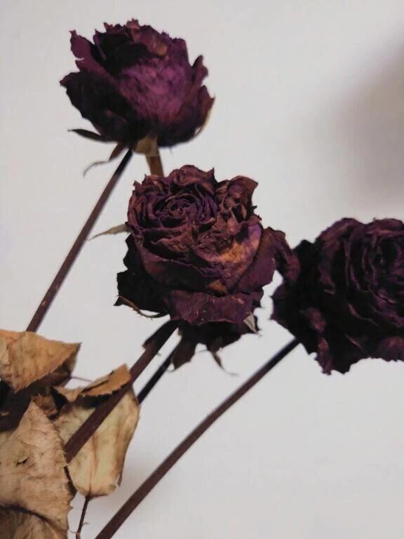 ないないない、全部ある