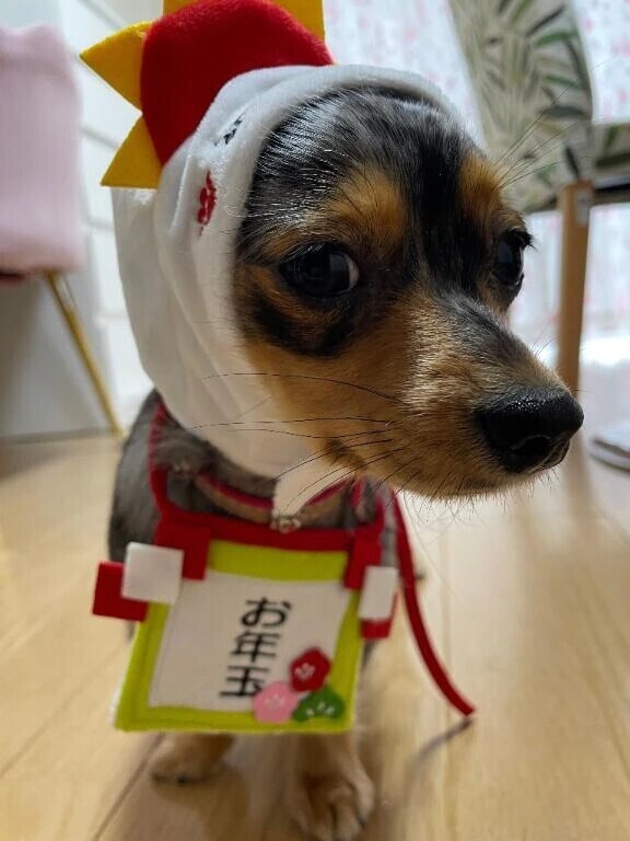 🌷お年玉ください🌷