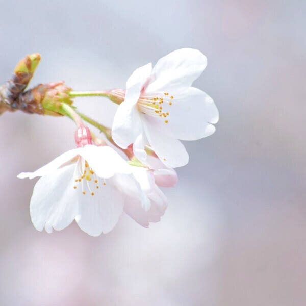 4月になりました！