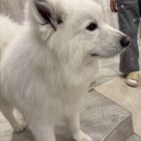 サモエドカフェ🐶💕
