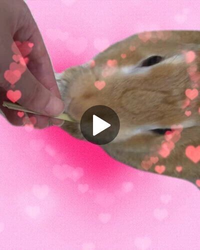 うちの子🐰