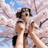 空音