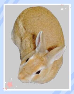 うちの子🐰