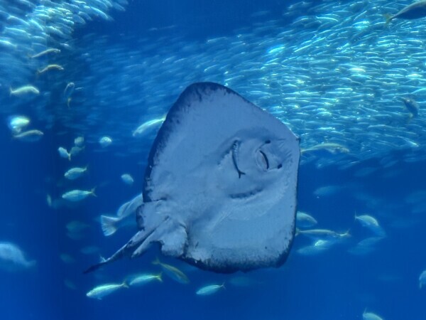 4月の出勤予定です°･🐠