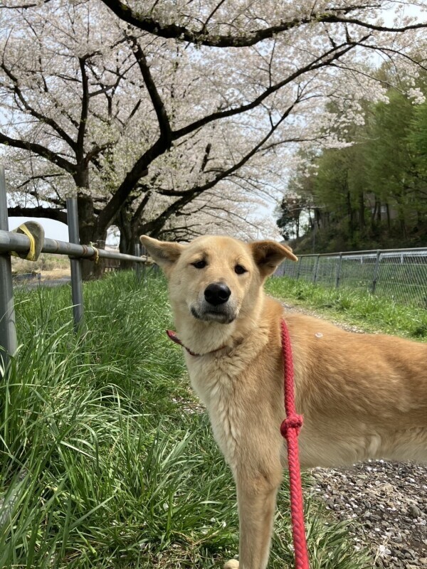 お花見🌸