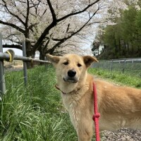 かのん