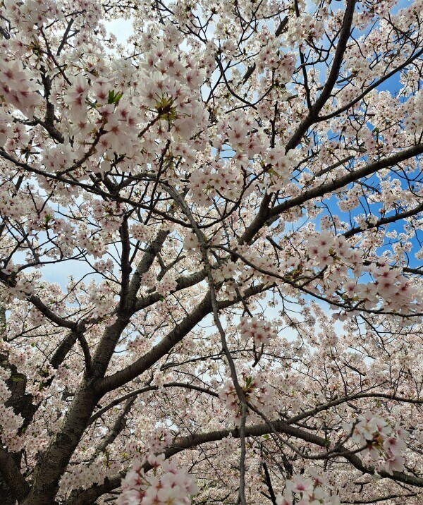 お花に癒される日々🌸