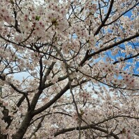 お花に癒される日々♡