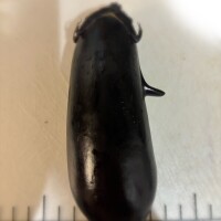 こんなの、、初めてッ！