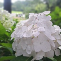 五十嵐れい