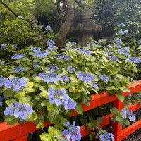 しずく
