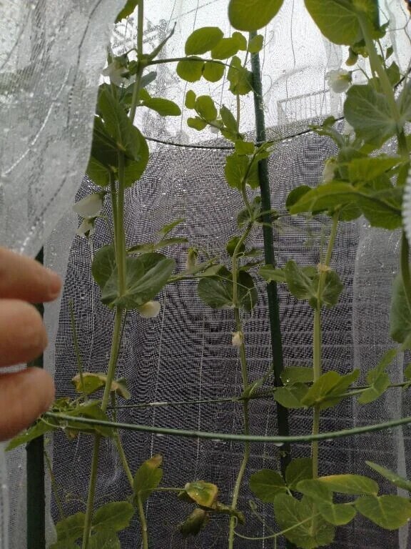 フフフ😌雨ですね🎶🐌♪♬