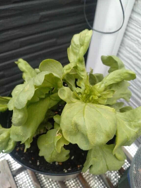 木曜日1日始まりましたね🐔✨️