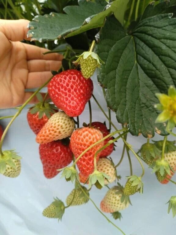 週末の土曜日お疲れ様です😌🍓