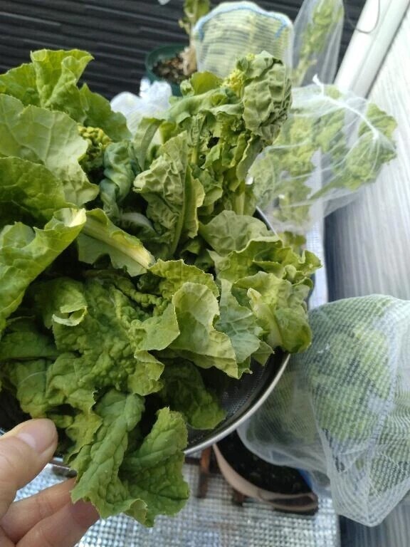 おはようございます😄🥬🐔✨️