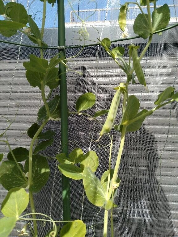 フミさんとジャックと豆の木☺️🫛✨️