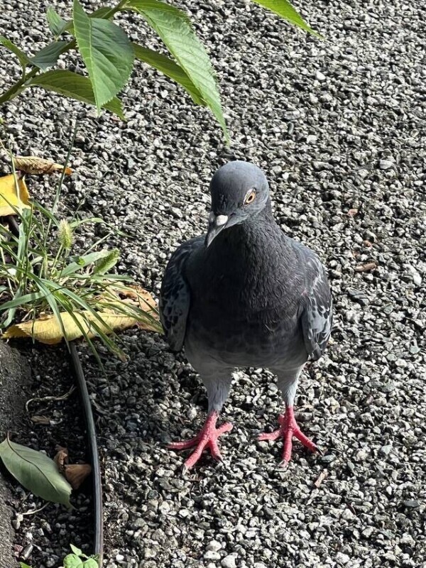 どうも鳩です