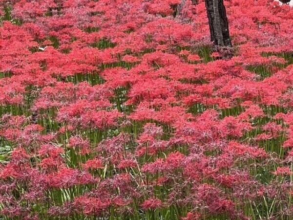 ヴァイタルナ川