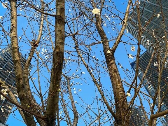 今日の紺藤です 