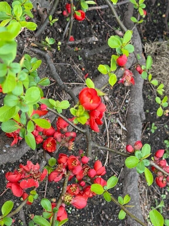 ペルセポネの目覚め