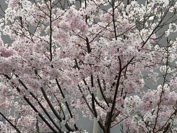 桜色のくちづけ