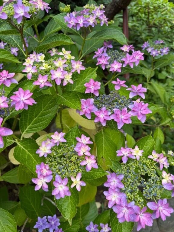紫陽花の曇り
