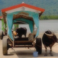 サラ
