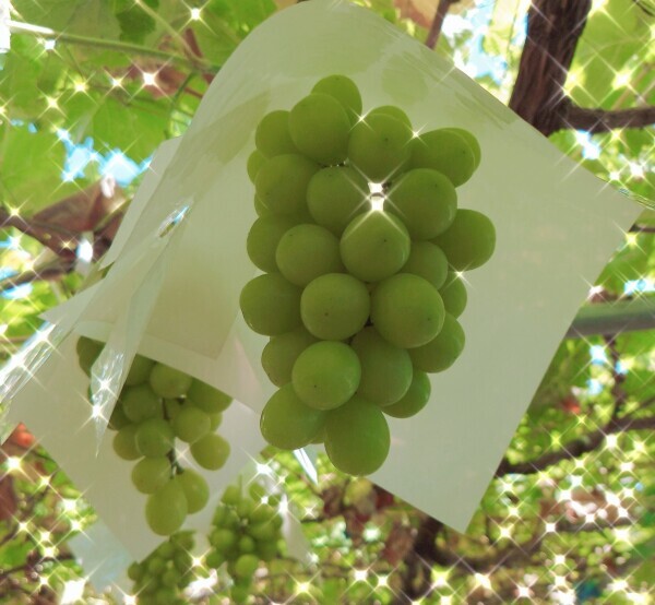 こんにちは🍇