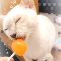サラ