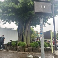 西川小雪