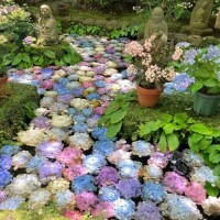 せな