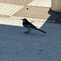 あきね