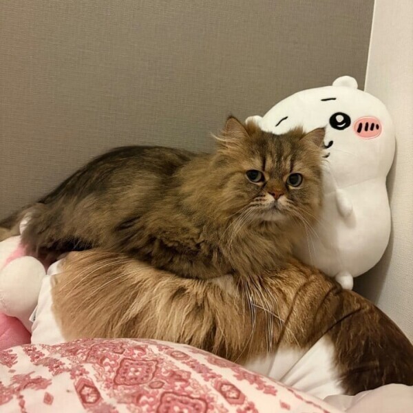 かわいい💓