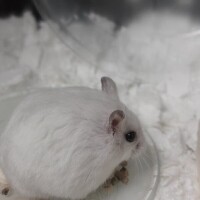 さぶれ