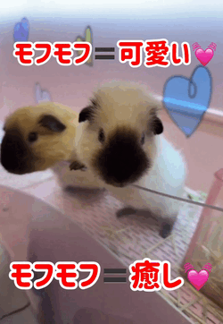 diary かわいっ♡