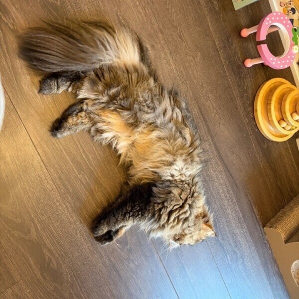 猫が転がってる！！！🐈
