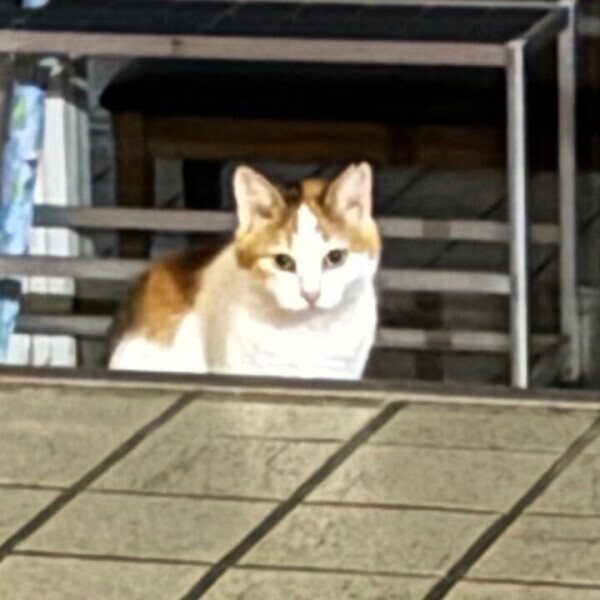 ﾈｺﾁｬﾝ