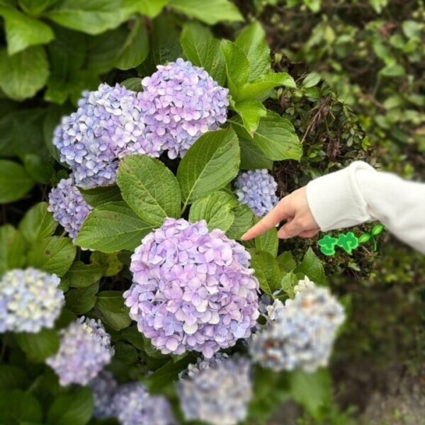 🪷お花好き💕🪷