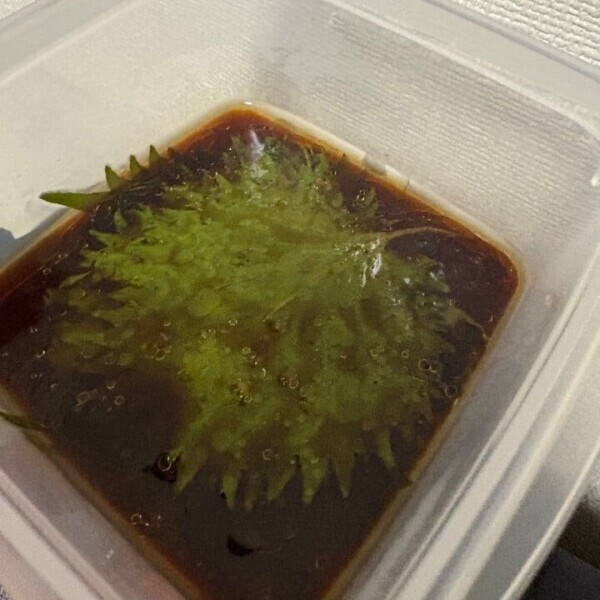 おはようございます！