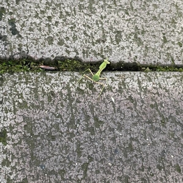 カマキリ？発見(☆∀☆)