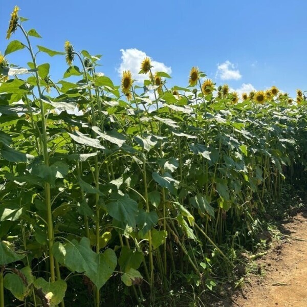 ひまわり🌻