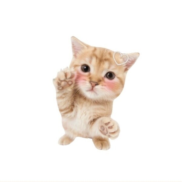 ఇᐢ.ˬ.ᐡఇ