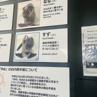 すず