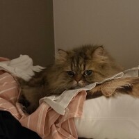 まゆの