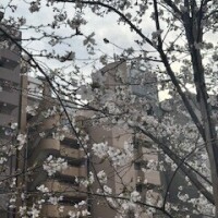 さとこ