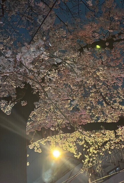 明日です