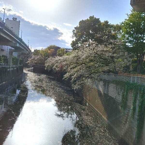 神田川🌸