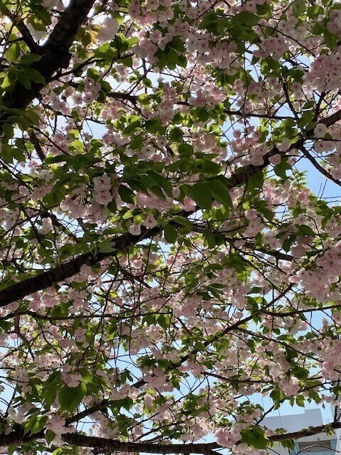 ！明日出勤します！