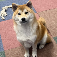 ひびき