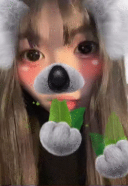 あっちのくまもこっちのくまも（コアラ）